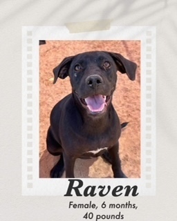 Raven, an adoptable Labrador Retriever in Puerto Penasco, SON, 83550 | Photo Image 2