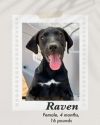 Raven photo 3