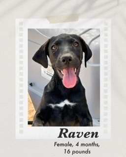 Raven, an adoptable Labrador Retriever in Puerto Penasco, SON, 83550 | Photo Image 3