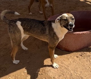 Black Queen, an adoptable Cattle Dog in Puerto Penasco, SON, 83550 | Photo Image 1