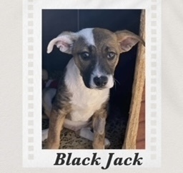 Black Queen, an adoptable Cattle Dog in Puerto Penasco, SON, 83550 | Photo Image 2