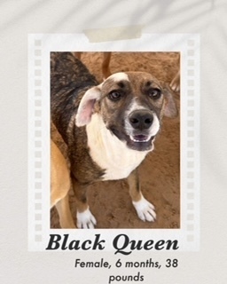 Black Queen, an adoptable Cattle Dog in Puerto Penasco, SON, 83550 | Photo Image 4