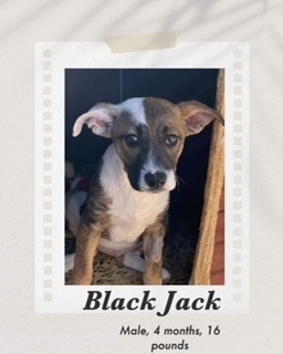 Black Queen, an adoptable Cattle Dog in Puerto Penasco, SON, 83550 | Photo Image 5