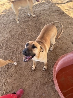 Charlotte, an adoptable Shepherd, Cattle Dog in Puerto Penasco, SON, 83550 | Photo Image 1