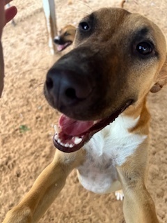 Charlotte, an adoptable Shepherd, Cattle Dog in Puerto Penasco, SON, 83550 | Photo Image 2