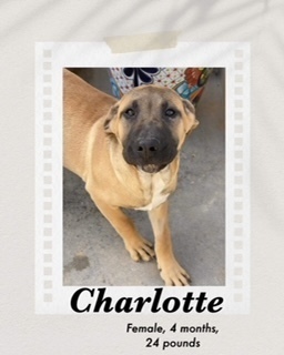Charlotte, an adoptable Shepherd, Cattle Dog in Puerto Penasco, SON, 83550 | Photo Image 3