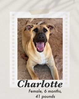 Charlotte, an adoptable Shepherd, Cattle Dog in Puerto Penasco, SON, 83550 | Photo Image 4