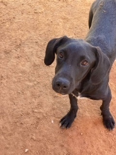 Melanie, an adoptable Labrador Retriever in Puerto Penasco, SON, 83550 | Photo Image 1