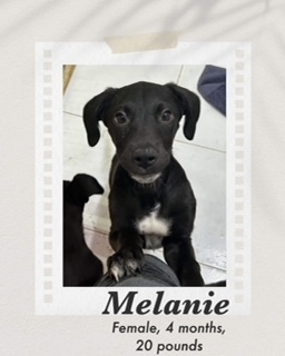 Melanie, an adoptable Labrador Retriever in Puerto Penasco, SON, 83550 | Photo Image 2