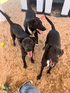 Melanie, an adoptable Labrador Retriever in Puerto Penasco, SON, 83550 | Photo Image 3
