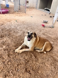 Princess Leia, an adoptable Black Mouth Cur, Shepherd in Puerto Penasco, SON, 83550 | Photo Image 1