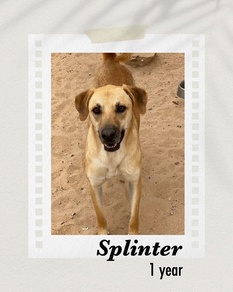 Splinter, an adoptable Shepherd in Puerto Penasco, SON, 83550 | Photo Image 1