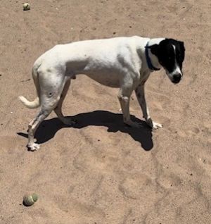 Flacko, Adult Male Pointer