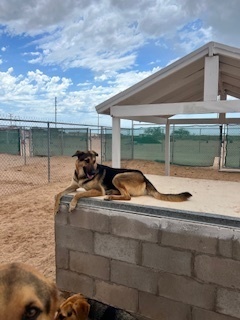 Luke, an adoptable Shepherd in Puerto Penasco, SON, 83550 | Photo Image 1