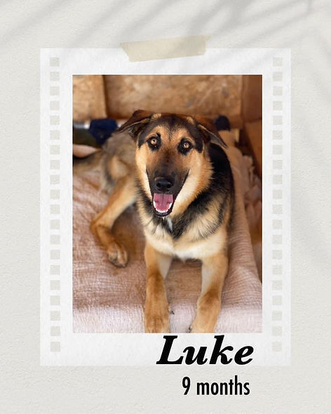 Luke, an adoptable Shepherd in Puerto Penasco, SON, 83550 | Photo Image 2