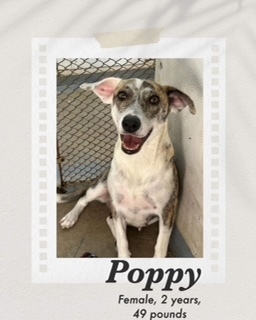 Poppy, an adoptable Catahoula Leopard Dog, Carolina Dog in Puerto Penasco, SON, 83550 | Photo Image 1