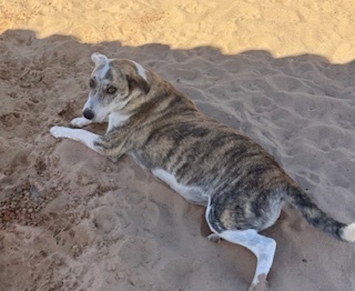 Poppy, an adoptable Catahoula Leopard Dog, Carolina Dog in Puerto Penasco, SON, 83550 | Photo Image 1