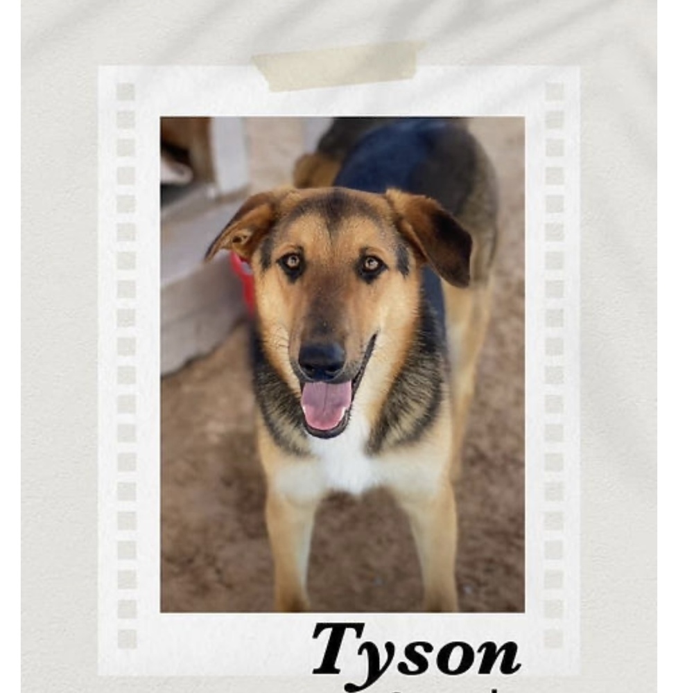 Tyson, an adoptable Shepherd in Puerto Penasco, SON, 83550 | Photo Image 1