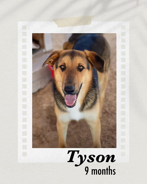 Tyson, an adoptable Shepherd in Puerto Penasco, SON, 83550 | Photo Image 2