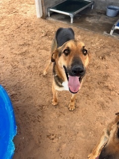 Tyson, an adoptable Shepherd in Puerto Penasco, SON, 83550 | Photo Image 3