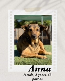 Anna, an adoptable German Shepherd Dog, German Pinscher in Puerto Penasco, SON, 83550 | Photo Image 1