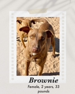 Brownie, an adoptable Weimaraner, Vizsla in Puerto Penasco, SON, 83550 | Photo Image 1