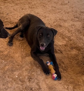 Chelsea, an adoptable Labrador Retriever in Puerto Penasco, SON, 83550 | Photo Image 1
