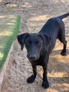 Chelsea, an adoptable Labrador Retriever in Puerto Penasco, SON, 83550 | Photo Image 2