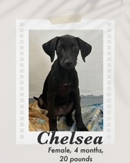 Chelsea, an adoptable Labrador Retriever in Puerto Penasco, SON, 83550 | Photo Image 3