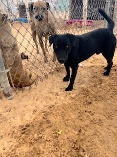 Cole, an adoptable Labrador Retriever in Puerto Penasco, SON, 83550 | Photo Image 1