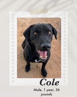 Cole, an adoptable Labrador Retriever in Puerto Penasco, SON, 83550 | Photo Image 2