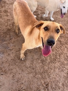 Eddie, an adoptable Shepherd in Puerto Penasco, SON, 83550 | Photo Image 1