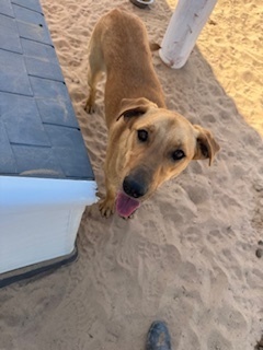 Eddie, an adoptable Shepherd in Puerto Penasco, SON, 83550 | Photo Image 2