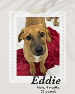 Eddie, an adoptable Shepherd in Puerto Penasco, SON, 83550 | Photo Image 3