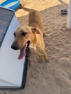 Eddie, an adoptable Shepherd in Puerto Penasco, SON, 83550 | Photo Image 4