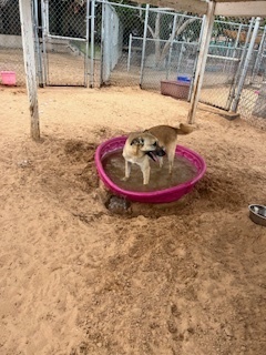 Jennifer, an adoptable Shepherd, Belgian Shepherd / Malinois in Puerto Penasco, SON, 83550 | Photo Image 1