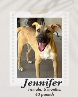 Jennifer, an adoptable Shepherd, Belgian Shepherd / Malinois in Puerto Penasco, SON, 83550 | Photo Image 2