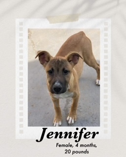 Jennifer, an adoptable Shepherd, Belgian Shepherd / Malinois in Puerto Penasco, SON, 83550 | Photo Image 3