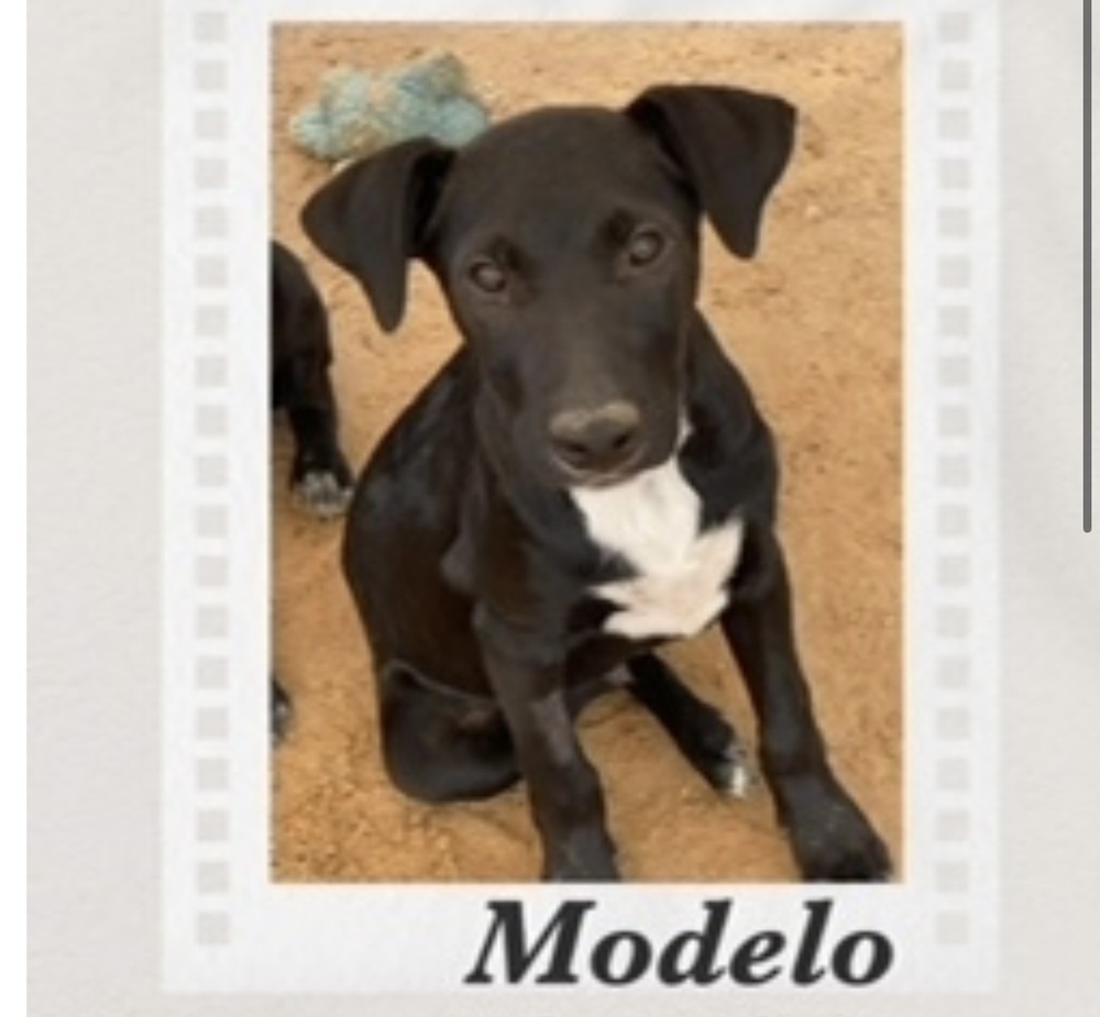 Modelo, an adoptable Labrador Retriever in Puerto Penasco, SON, 83550 | Photo Image 1