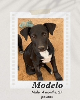 Modelo, an adoptable Labrador Retriever in Puerto Penasco, SON, 83550 | Photo Image 2