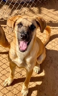 Pia, an adoptable Shepherd, Black Mouth Cur in Puerto Penasco, SON, 83550 | Photo Image 1