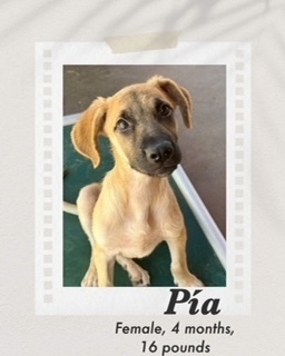Pia, an adoptable Shepherd, Black Mouth Cur in Puerto Penasco, SON, 83550 | Photo Image 2