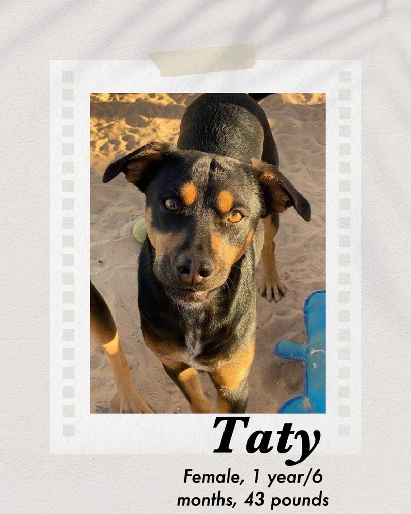 Taty, an adoptable Australian Kelpie in Puerto Penasco, SON, 83550 | Photo Image 1
