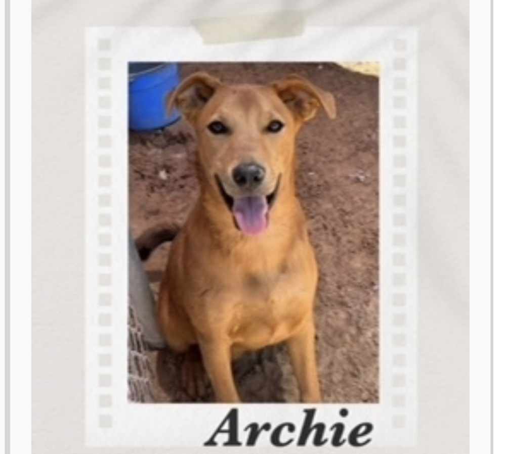 Archie, an adoptable Carolina Dog, Labrador Retriever in Puerto Penasco, SON, 83550 | Photo Image 1