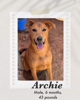 Archie, an adoptable Carolina Dog, Labrador Retriever in Puerto Penasco, SON, 83550 | Photo Image 2