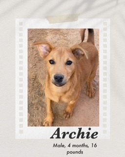 Archie, an adoptable Carolina Dog, Labrador Retriever in Puerto Penasco, SON, 83550 | Photo Image 3
