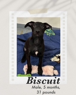 Biscuit, an adoptable Labrador Retriever in Puerto Penasco, SON, 83550 | Photo Image 1