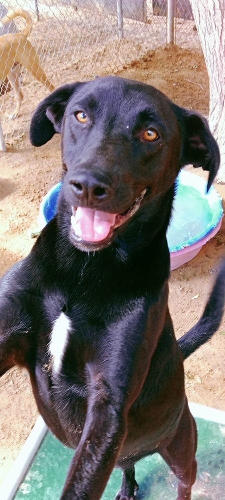Biscuit, an adoptable Labrador Retriever in Puerto Penasco, SON, 83550 | Photo Image 1