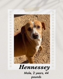 Hennessey, an adoptable Cattle Dog, Shepherd in Puerto Penasco, SON, 83550 | Photo Image 1