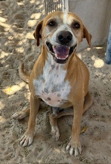 Hennessey, an adoptable Cattle Dog, Shepherd in Puerto Penasco, SON, 83550 | Photo Image 2